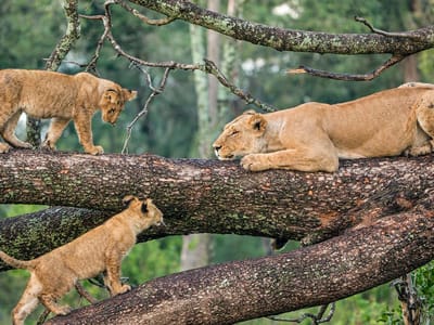 Climbing Lions